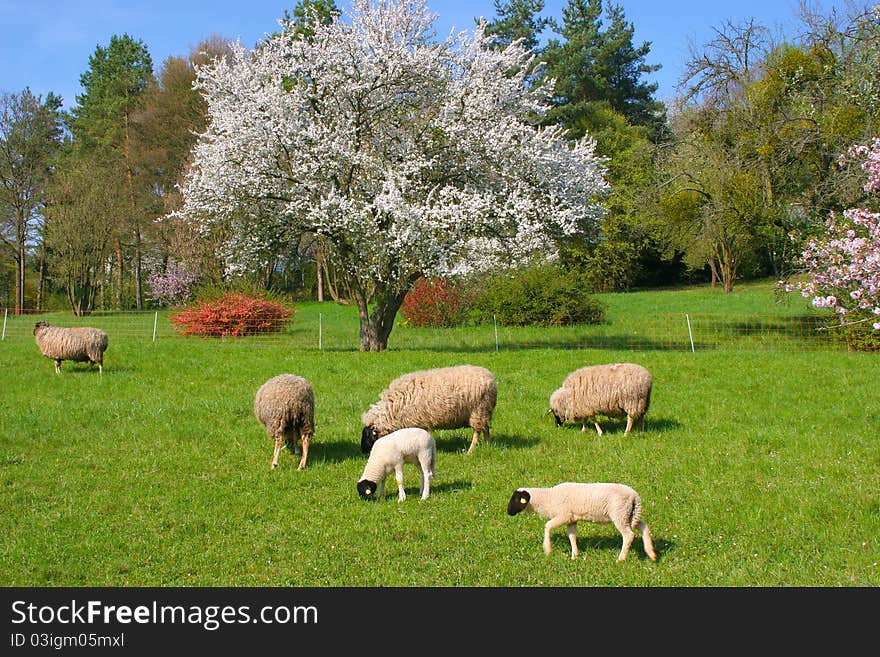 Schafe im Frühling auf einer grünen Wiese