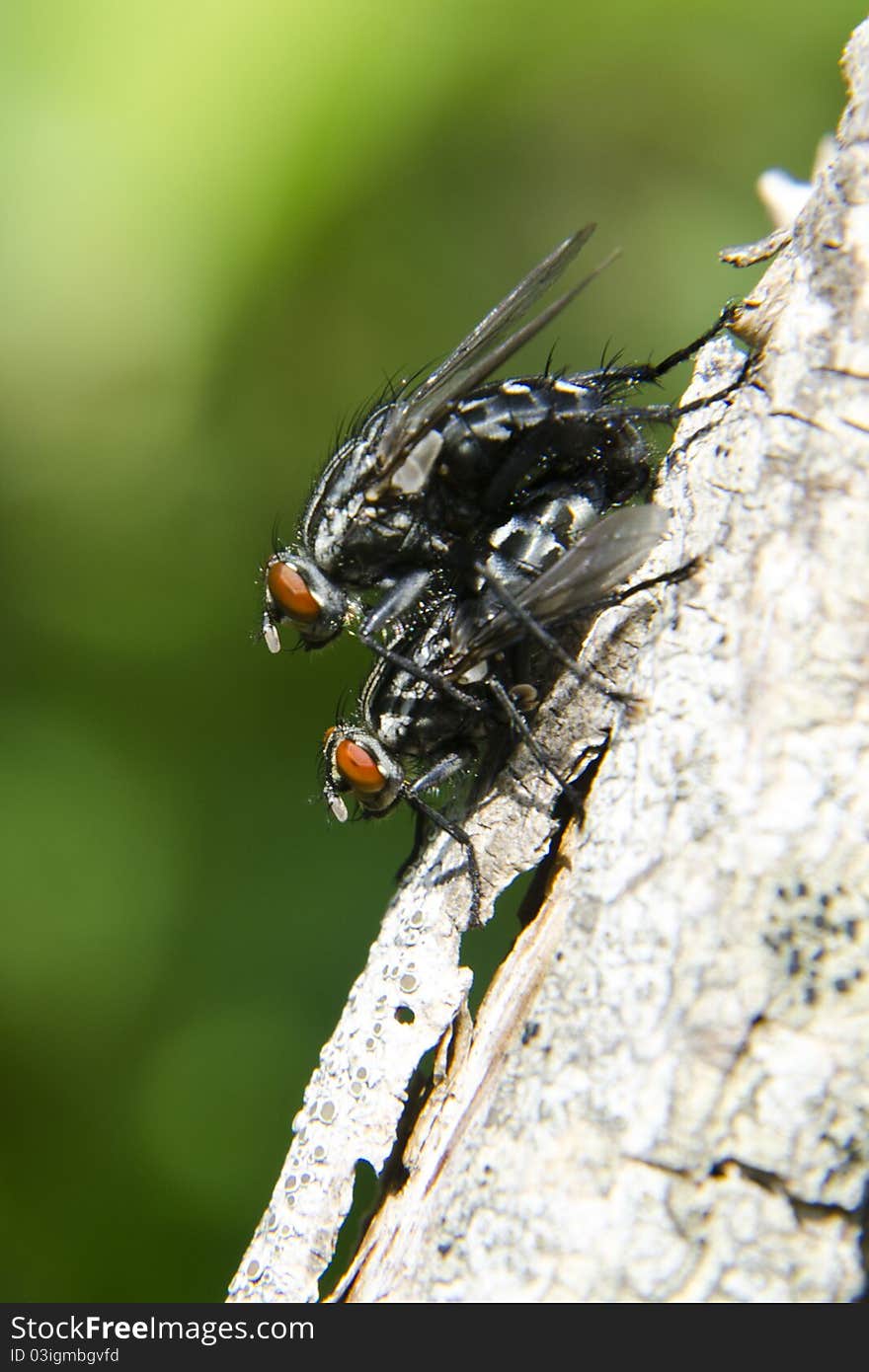 Flies Mating