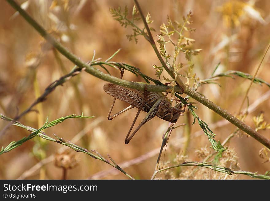 Locust on the flower stem upside down close-up