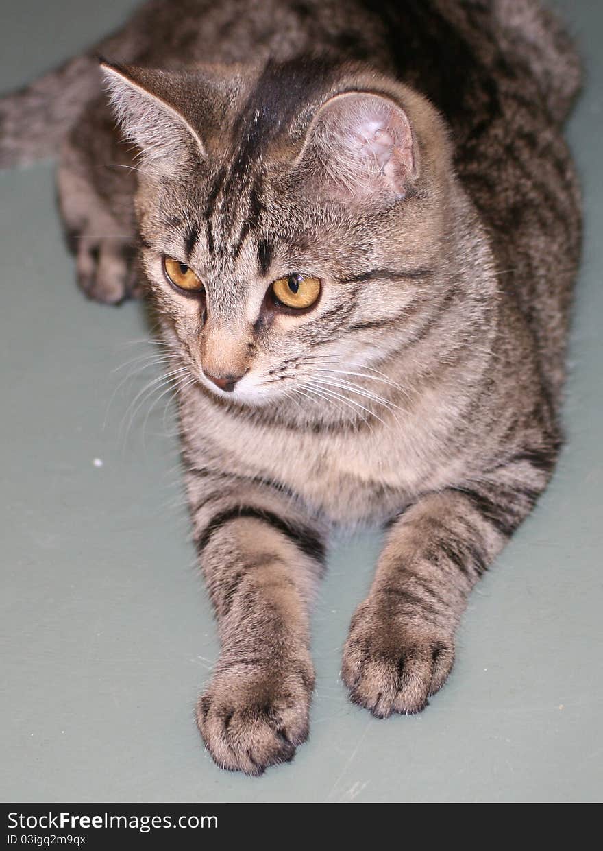 Face of domestic cat with stripes and nice whiskers. Face of domestic cat with stripes and nice whiskers