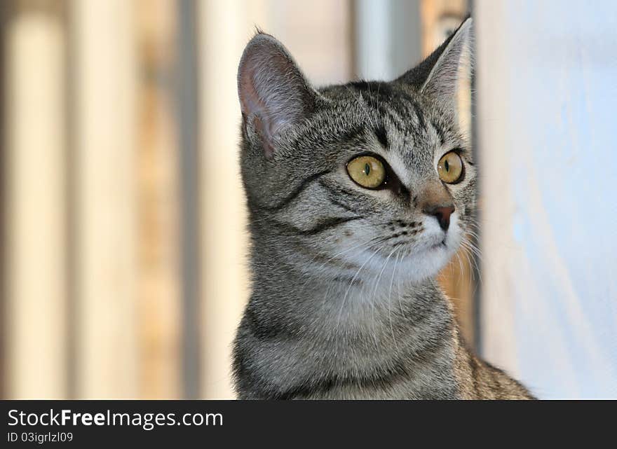 Face of domestic cat with stripes and nice whiskers. Face of domestic cat with stripes and nice whiskers