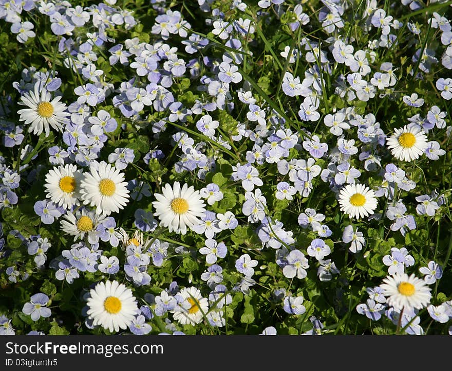 Small white spring daisies in meadow