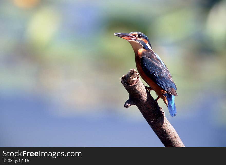 A kingfisher on a branch. Latin name : Alcedo atthis