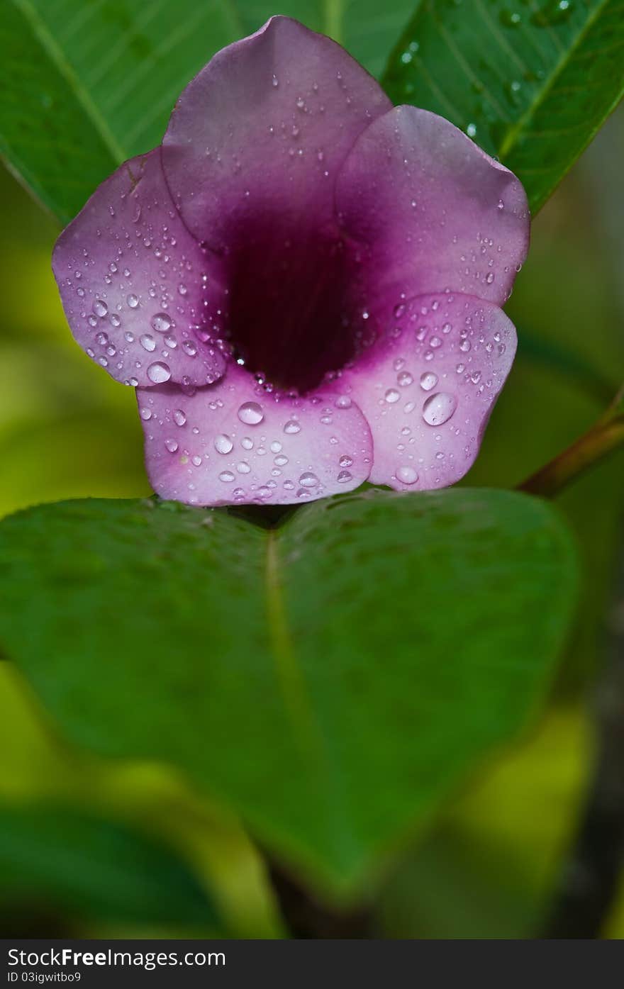 Beautiful pink flower after rainning