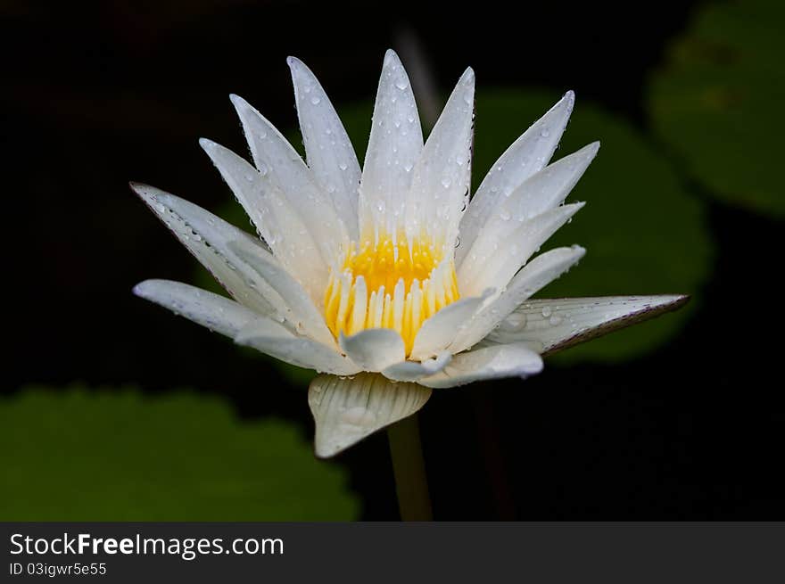 Raindrop On White Lotus