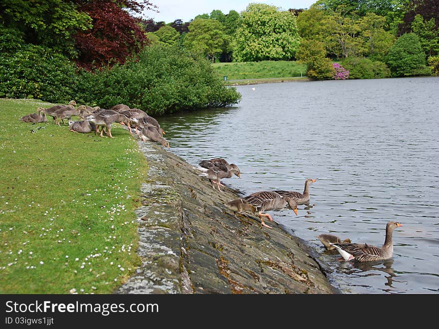 A group of geese enter a pond in Beveridge park, Kirkcaldy. A group of geese enter a pond in Beveridge park, Kirkcaldy