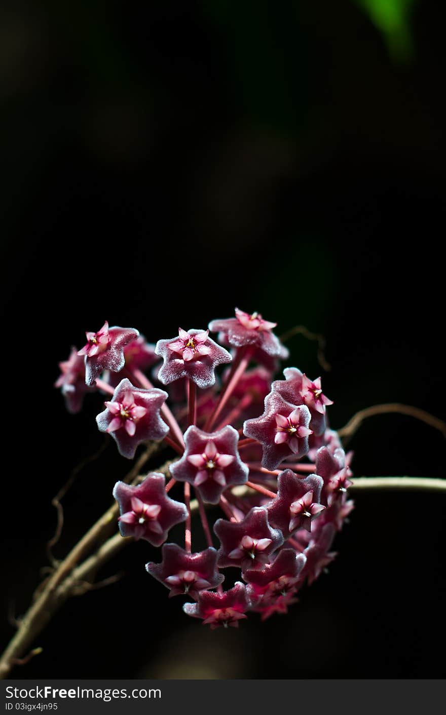 Hoya Flower