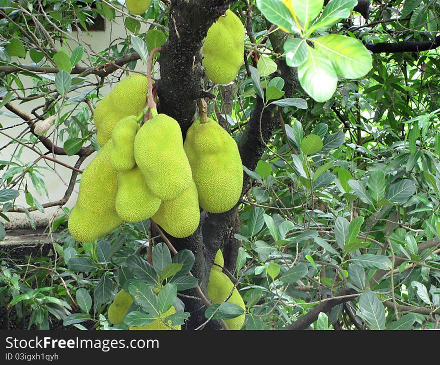 A bunch of Jackfruit on the tree in southern India