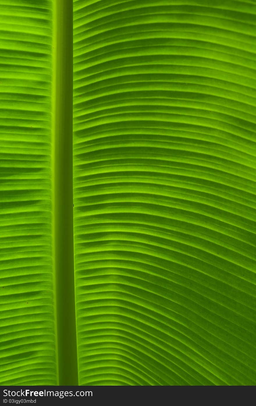 Close up of banana leaf