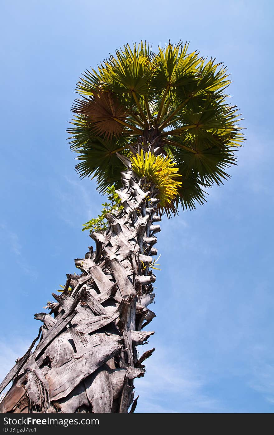 Big sugar palm tree with clear sky background