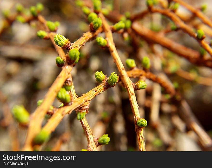 Spring branches