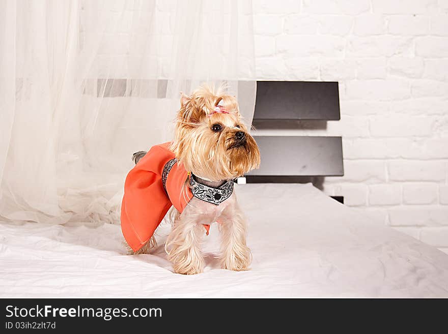 Yorkshire Terrier isolated on a white background