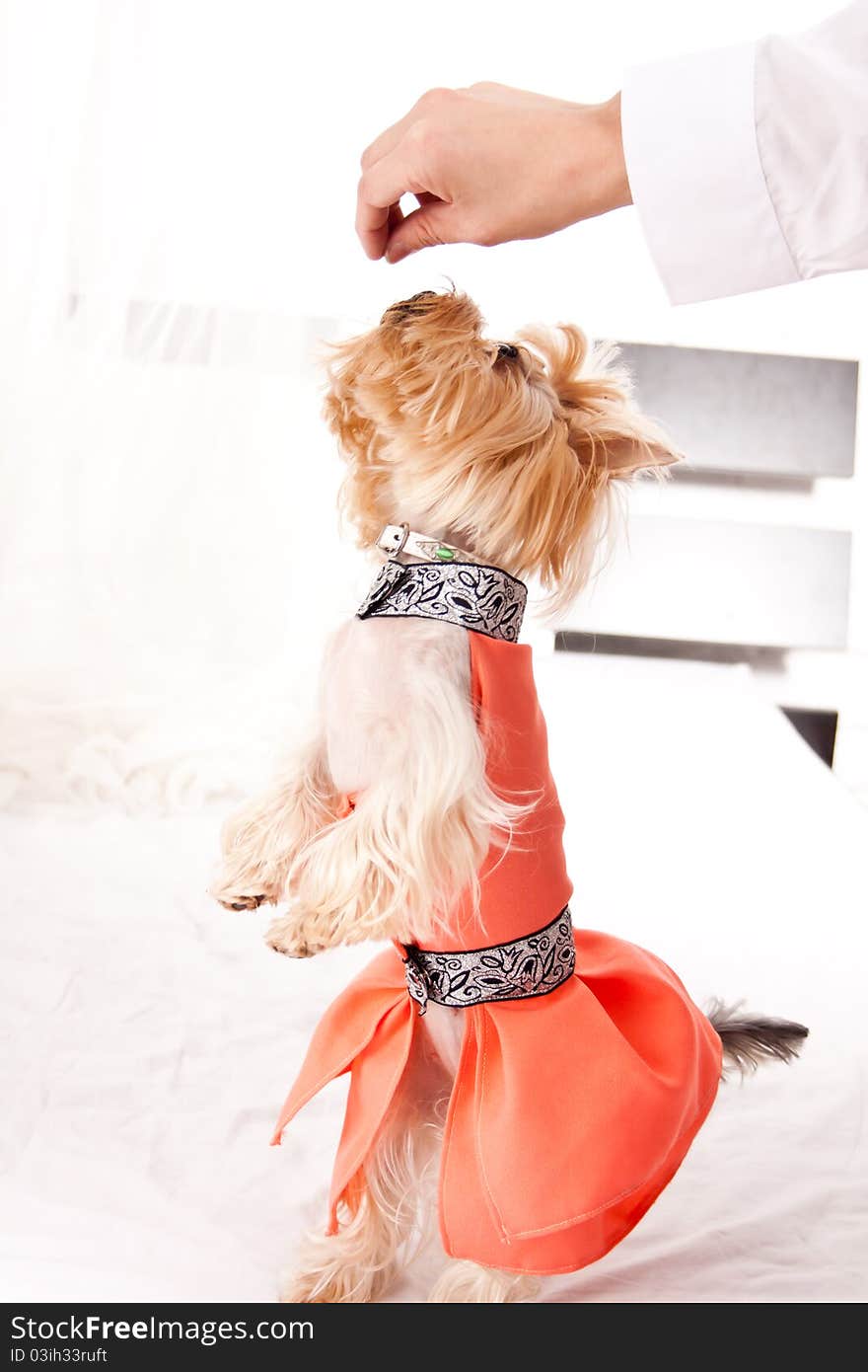 Yorkshire Terrier isolated on a white background