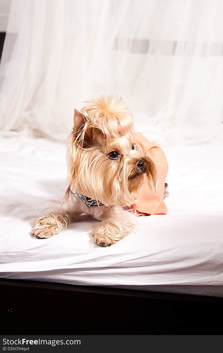 Yorkshire Terrier isolated on a white background