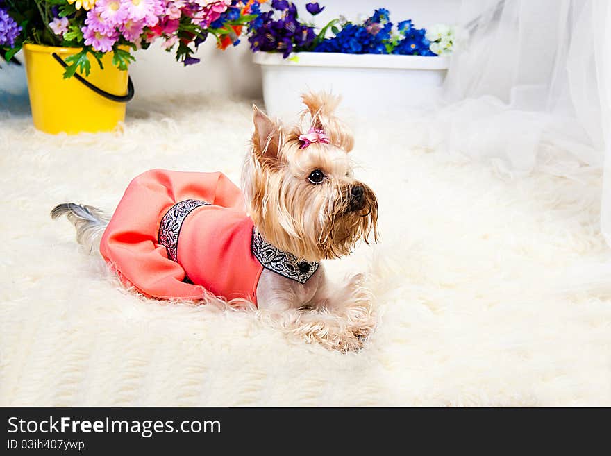 Yorkshire Terrier isolated on a white background