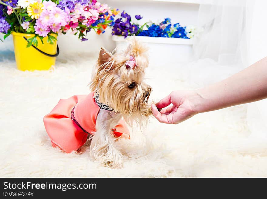 Yorkshire Terrier isolated on a white background