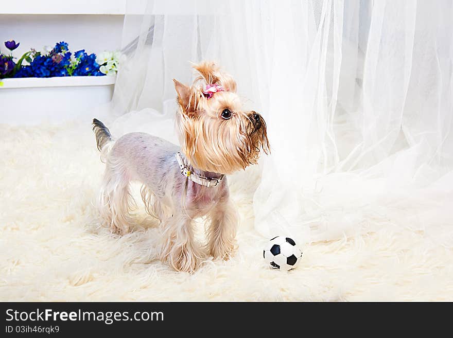 Yorkshire Terrier isolated on a white background