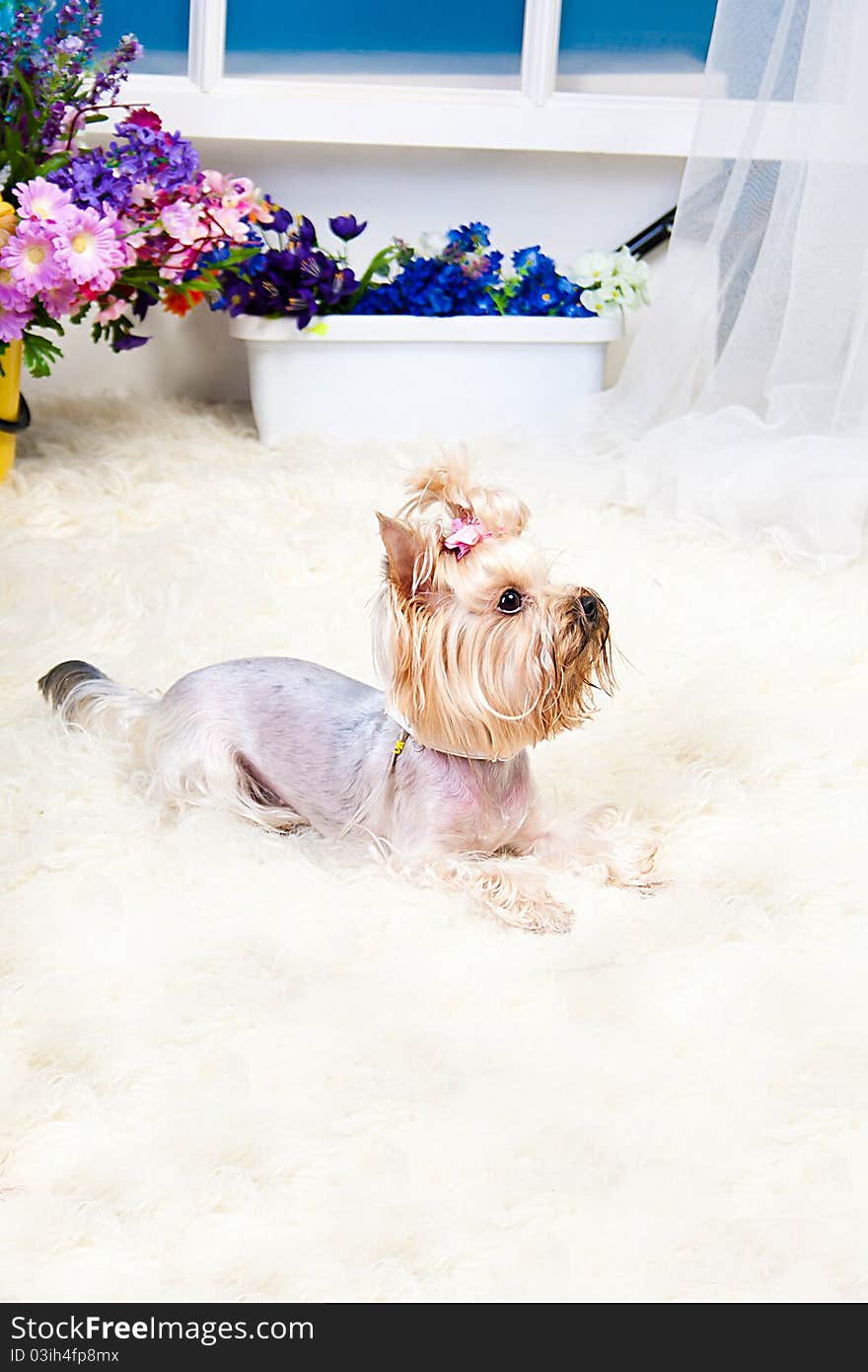 Yorkshire Terrier isolated on a white background