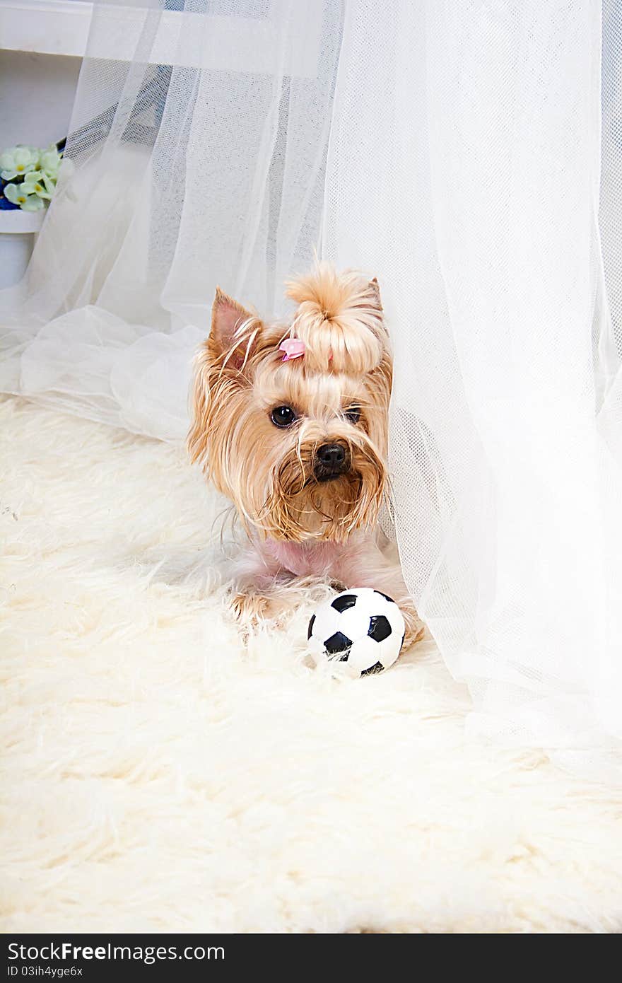 Yorkshire Terrier isolated on a white background