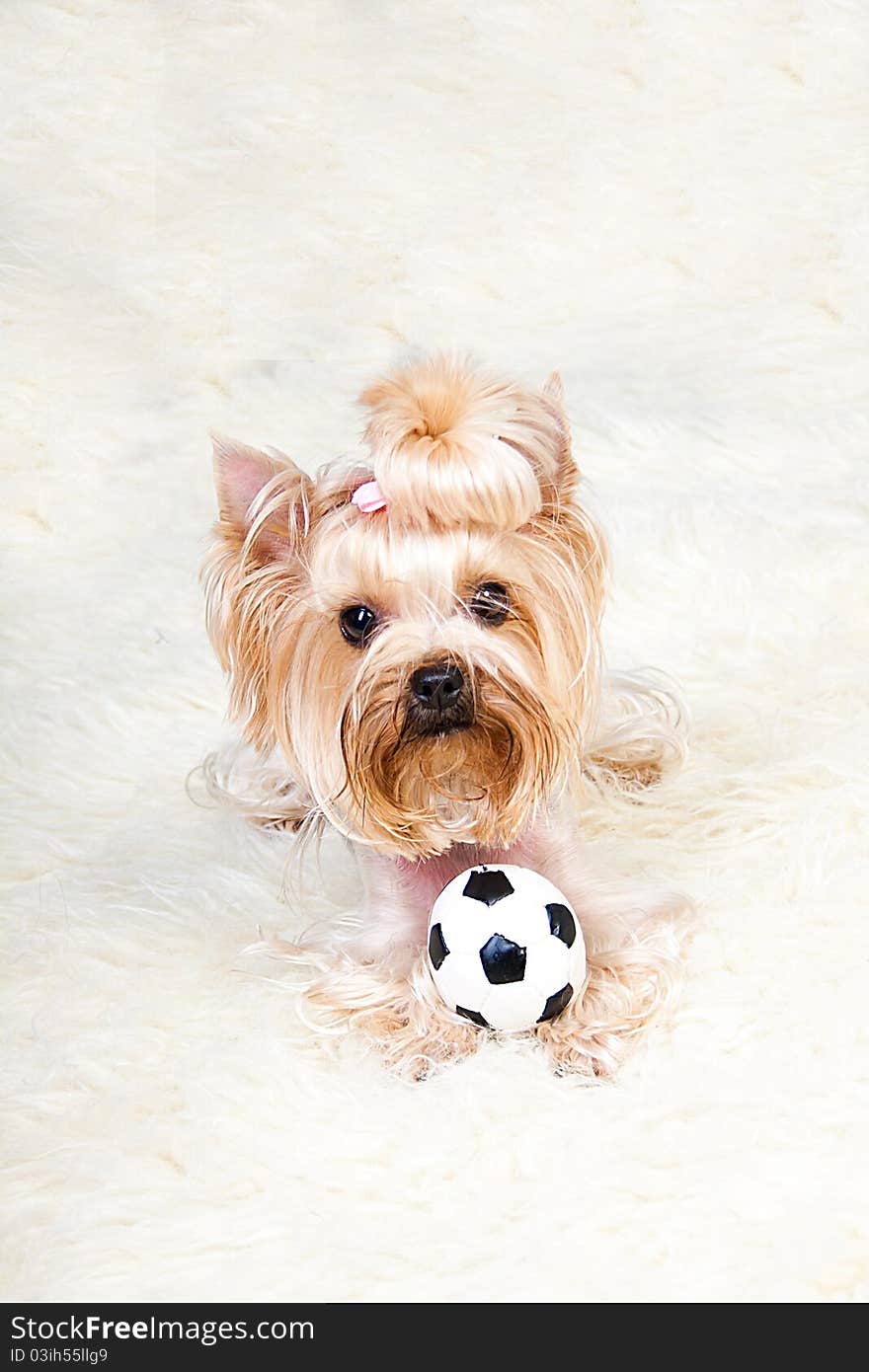 Yorkshire Terrier isolated on a white background