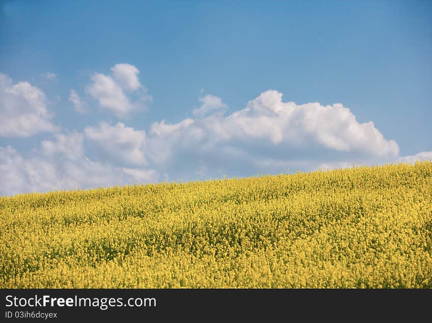 Flowers of oil in field with blue sky and clouds. Flowers of oil in field with blue sky and clouds.