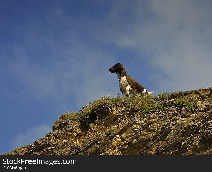 Shot of a pointing english springer spaniel in an elevated location