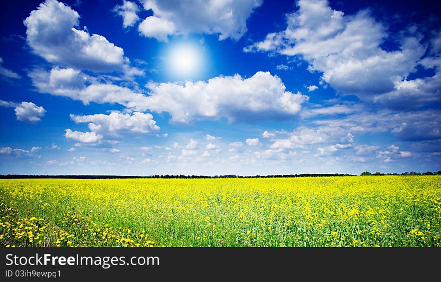 Vibrant rapefield and cloudscape.