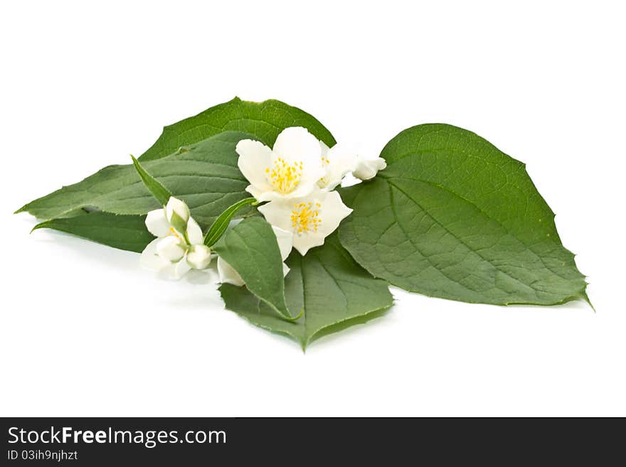 Jasmine flowers on a white background