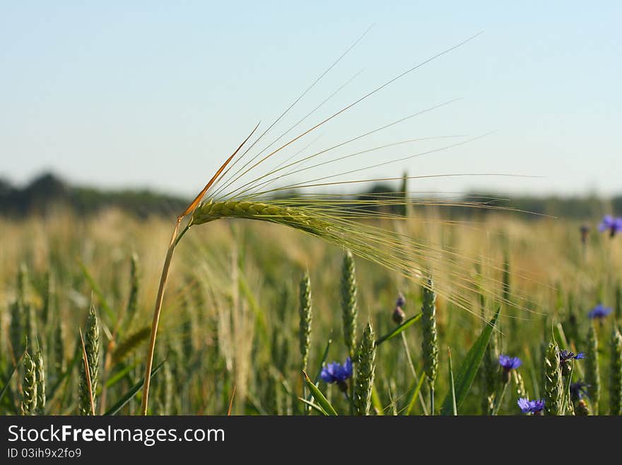 An ear of wheat