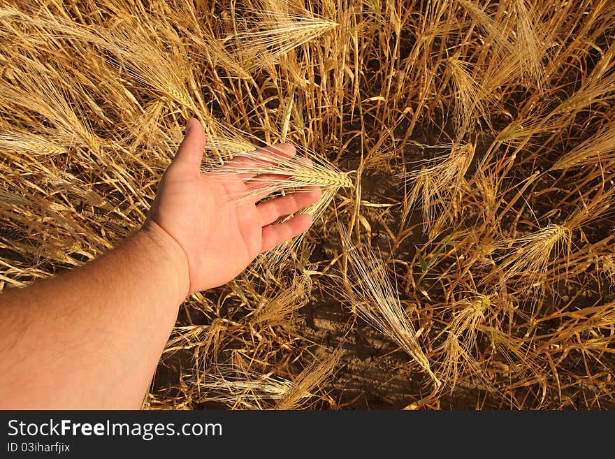 Wheat germ, a good crop of wheat. Wheat germ, a good crop of wheat