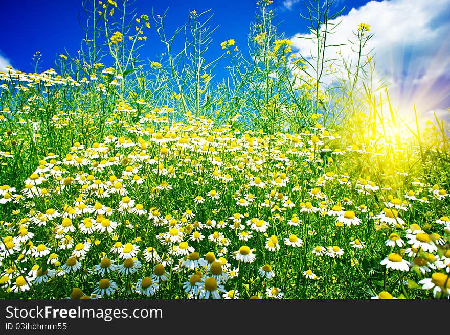 Splendid camomiles against blue sky background. Splendid camomiles against blue sky background.