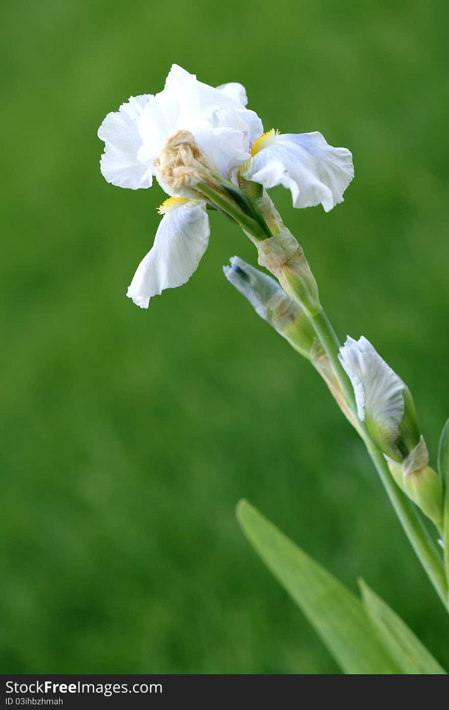 White iris in the homegarden.