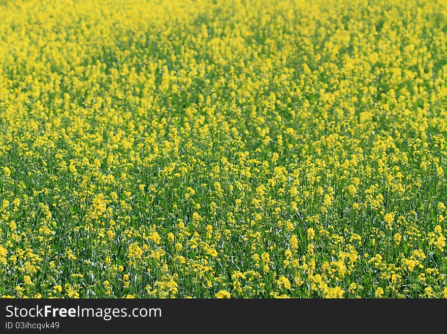 Flowers of oil rape in field. Flowers of oil rape in field.