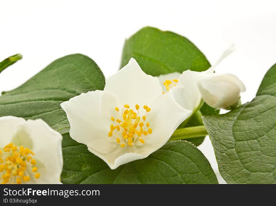 Jasmine flowers on a white background