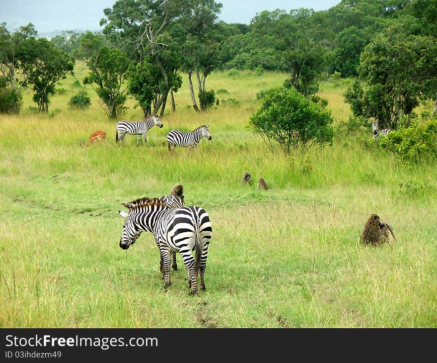 Animals on the plains of the masai mara. Animals on the plains of the masai mara