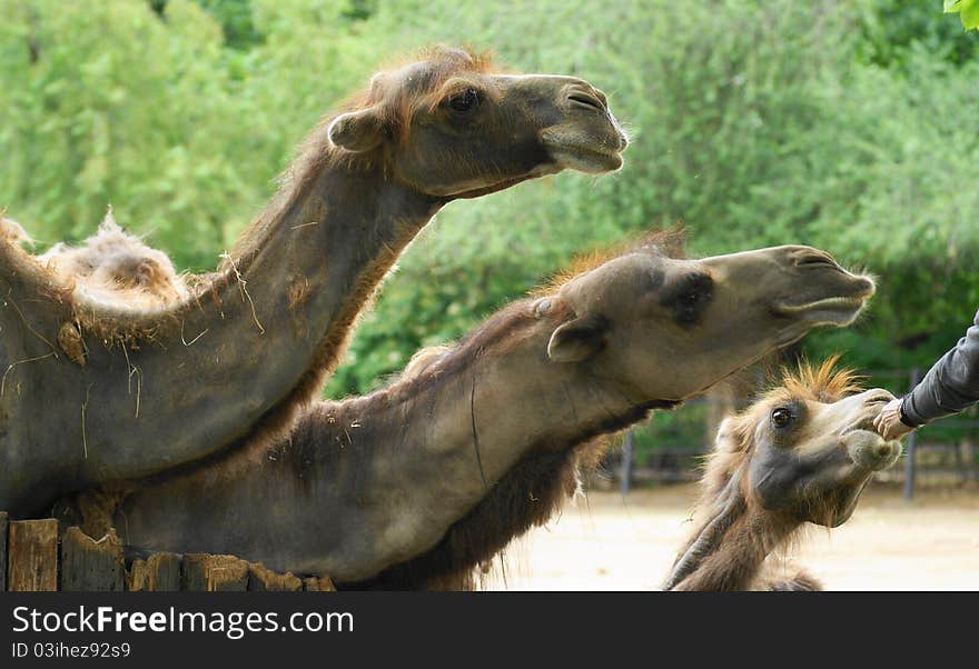 Bactrian camel (Camelus ferus Camelus bactrianus also;) is a large mammal, a critically endangered in nature and together with jednohrbým camel (Camelus dromedarius), the sole representative of the genus camel (Camelus), we classify it in the camel family. Bactrian camel (Camelus ferus Camelus bactrianus also;) is a large mammal, a critically endangered in nature and together with jednohrbým camel (Camelus dromedarius), the sole representative of the genus camel (Camelus), we classify it in the camel family