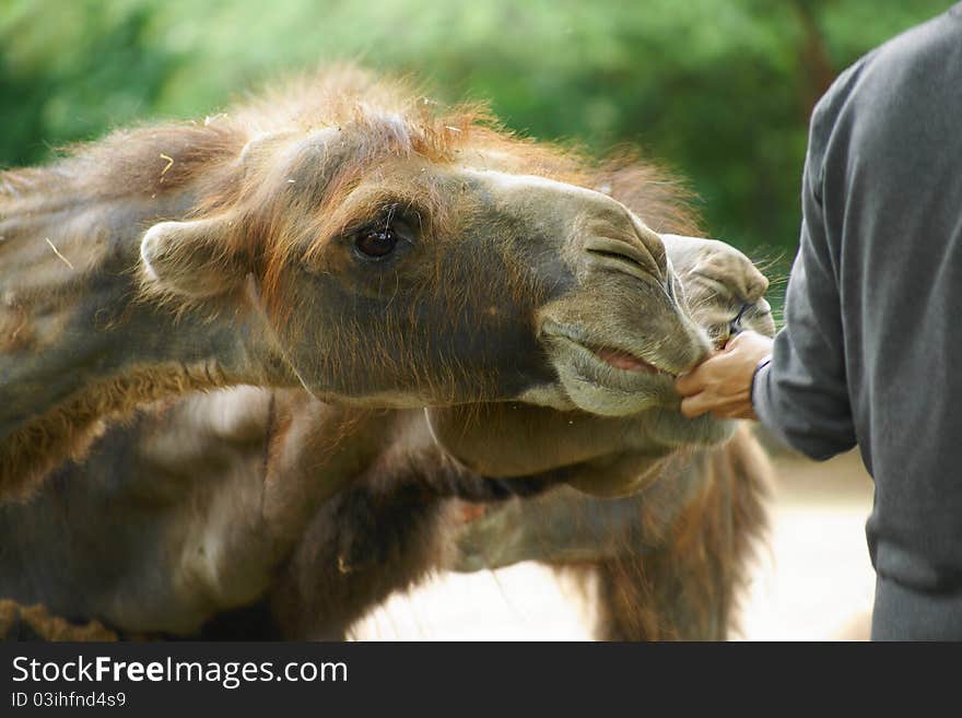 Bactrian camel (Camelus ferus Camelus bactrianus also;) is a large mammal, a critically endangered in nature and together with jednohrbým camel (Camelus dromedarius), the sole representative of the genus camel (Camelus), we classify it in the camel family. Bactrian camel (Camelus ferus Camelus bactrianus also;) is a large mammal, a critically endangered in nature and together with jednohrbým camel (Camelus dromedarius), the sole representative of the genus camel (Camelus), we classify it in the camel family