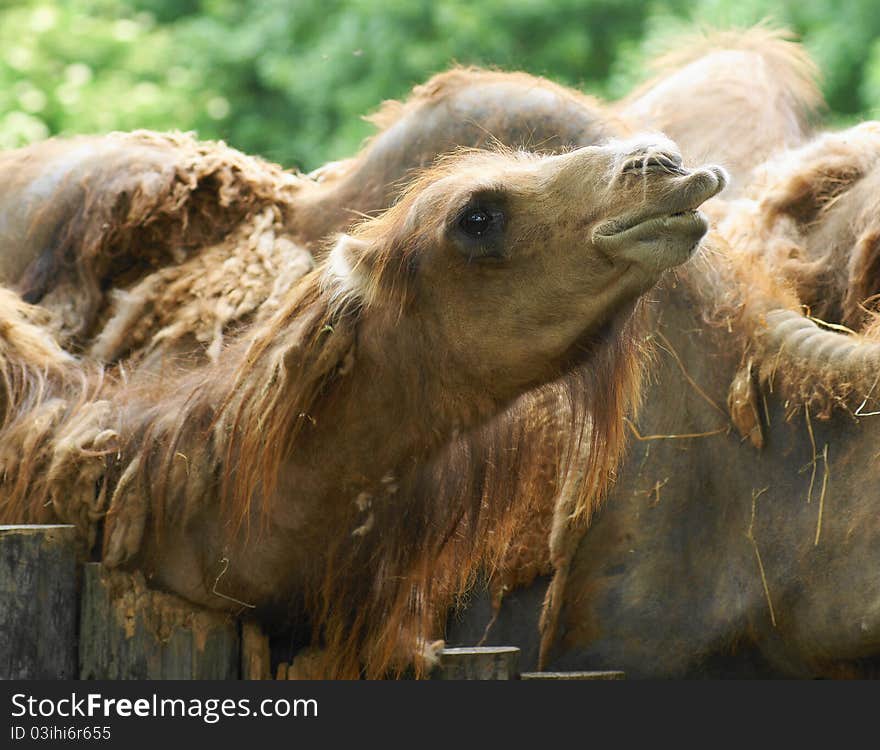 Bactrian camel (Camelus ferus Camelus bactrianus also;) is a large mammal, a critically endangered in nature and together with camel (Camelus dromedarius), the sole representative of the genus camel (Camelus), we classify it in the camel family. Bactrian camel (Camelus ferus Camelus bactrianus also;) is a large mammal, a critically endangered in nature and together with camel (Camelus dromedarius), the sole representative of the genus camel (Camelus), we classify it in the camel family