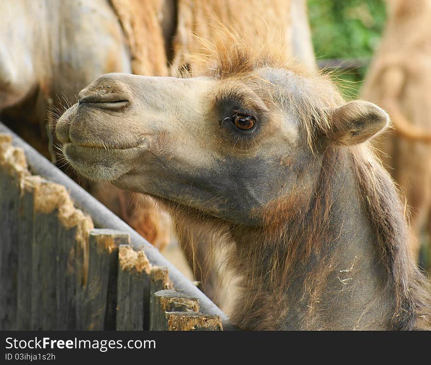 Bactrian camel (Camelus ferus Camelus bactrianus also;) is a large mammal, a critically endangered in nature and together with camel (Camelus dromedarius), the sole representative of the genus camel (Camelus), we classify it in the camel family