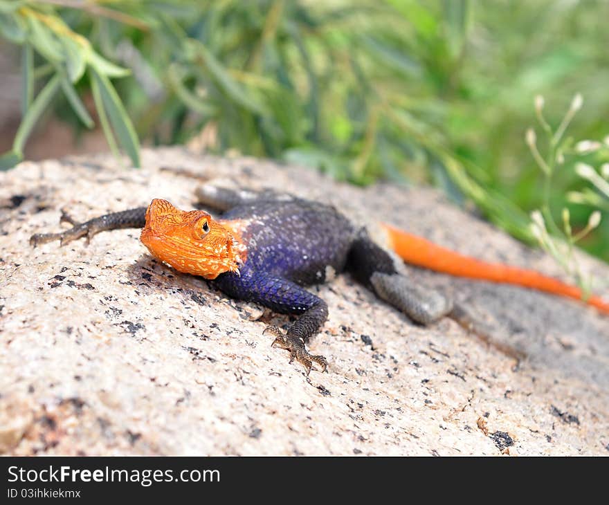 An agama is any one of the various small, long-tailed, insect-eating lizards. An agama is any one of the various small, long-tailed, insect-eating lizards.