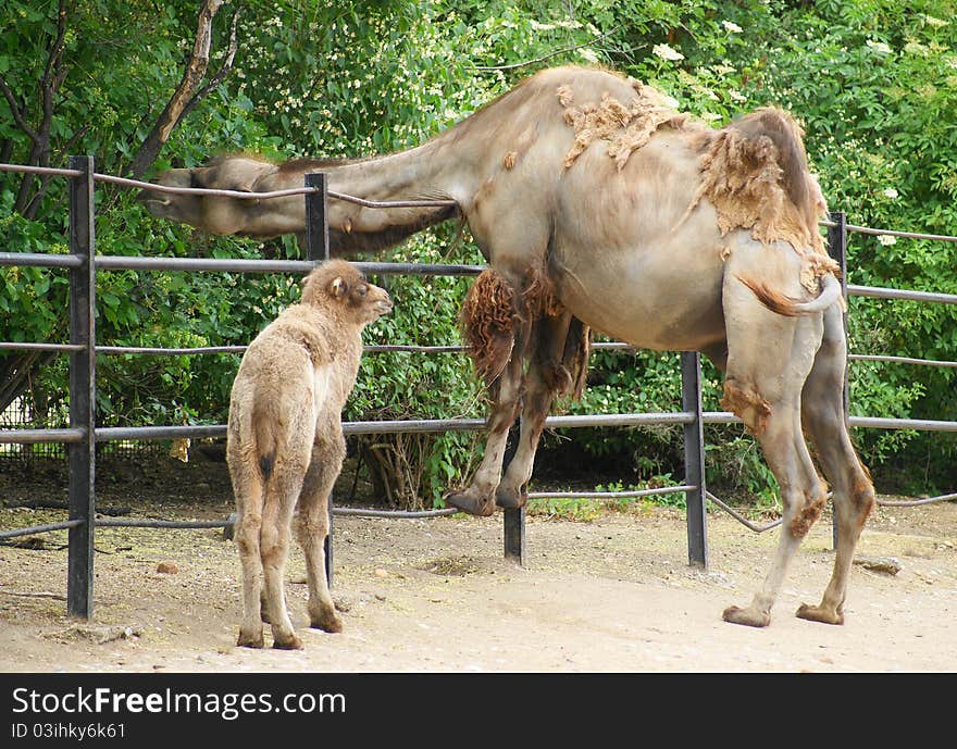 Bactrian camel (Camelus ferus Camelus bactrianus also;) is a large mammal, a critically endangered in nature and together with camel (Camelus dromedarius), the sole representative of the genus camel (Camelus), we classify it in the camel family