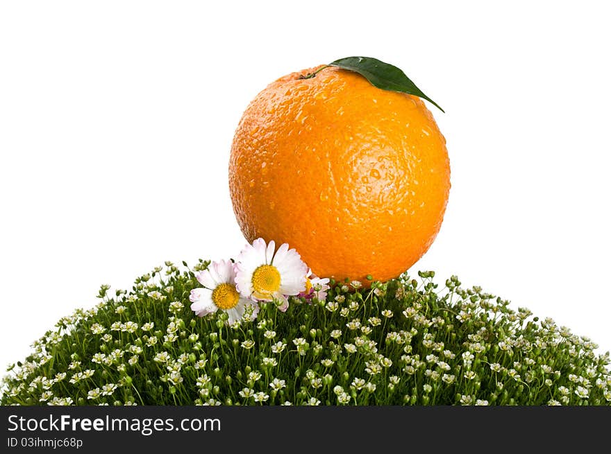 Fresh orange on green grass isolated on a white background