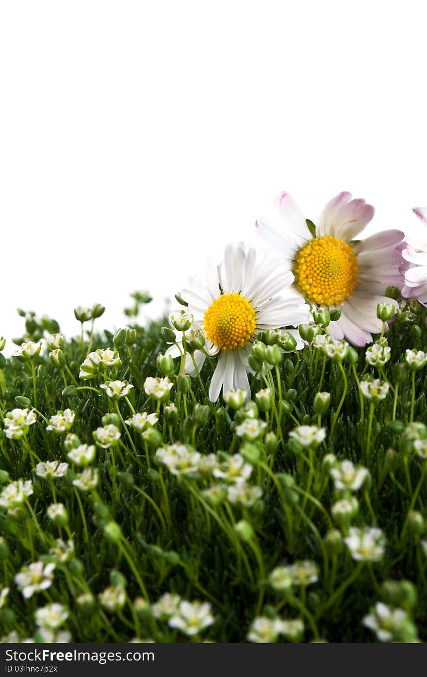 Chamomile on a green grass isolated on a white background