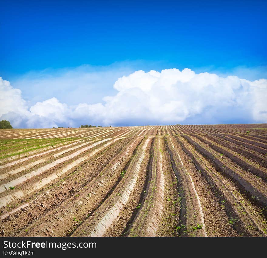 Green field Landscape on sunny day in summer