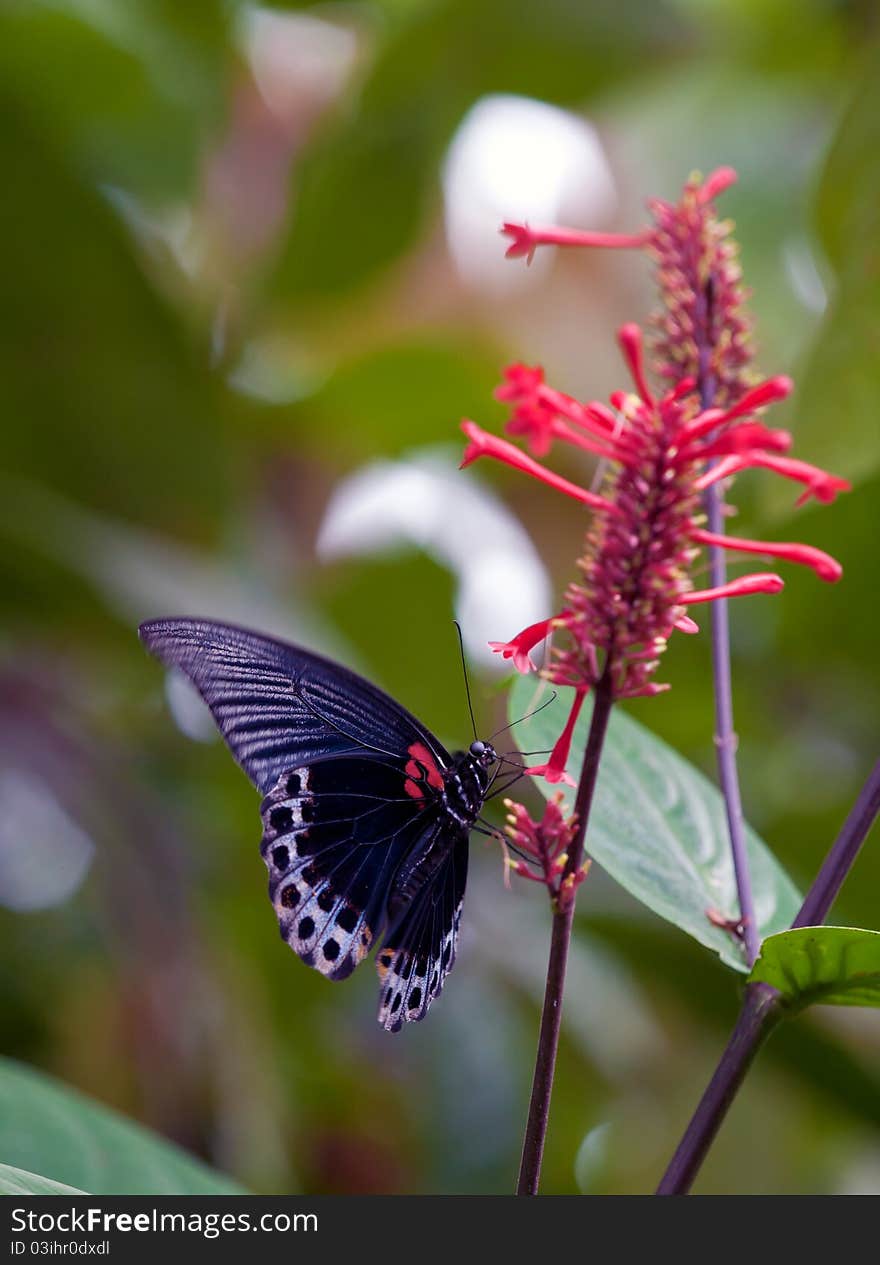 Machaon Of Rain-forest