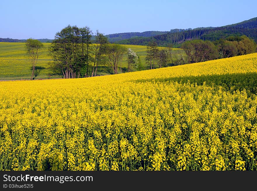 Summer yellow landscape - canola oil