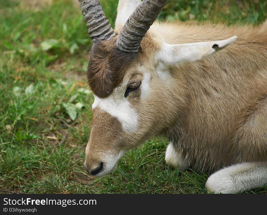 Addax antelope are relatively large, reaching at shoulder height of around one meter, males are slightly larger than females. Strong limbs carry relatively long body with a slightly elevated rear, in proportion to the short neck is remarkably large head. Addax antelope are relatively large, reaching at shoulder height of around one meter, males are slightly larger than females. Strong limbs carry relatively long body with a slightly elevated rear, in proportion to the short neck is remarkably large head