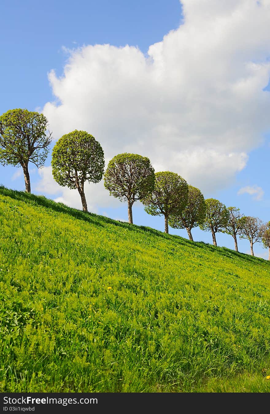 Row of the trees - beautiful summer background