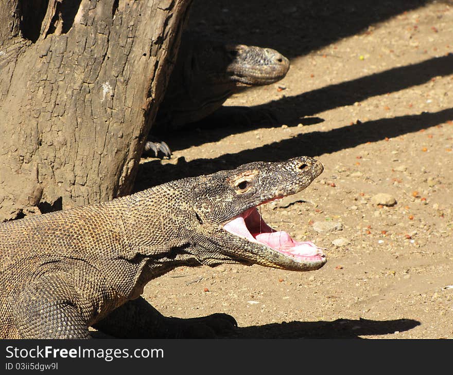 Photo of a Komodo dragon with its mouth wide open in Indonesia. Photo of a Komodo dragon with its mouth wide open in Indonesia.