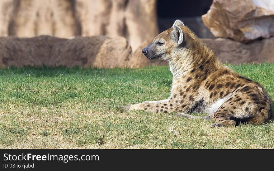 A hyena taking a break in a zoo